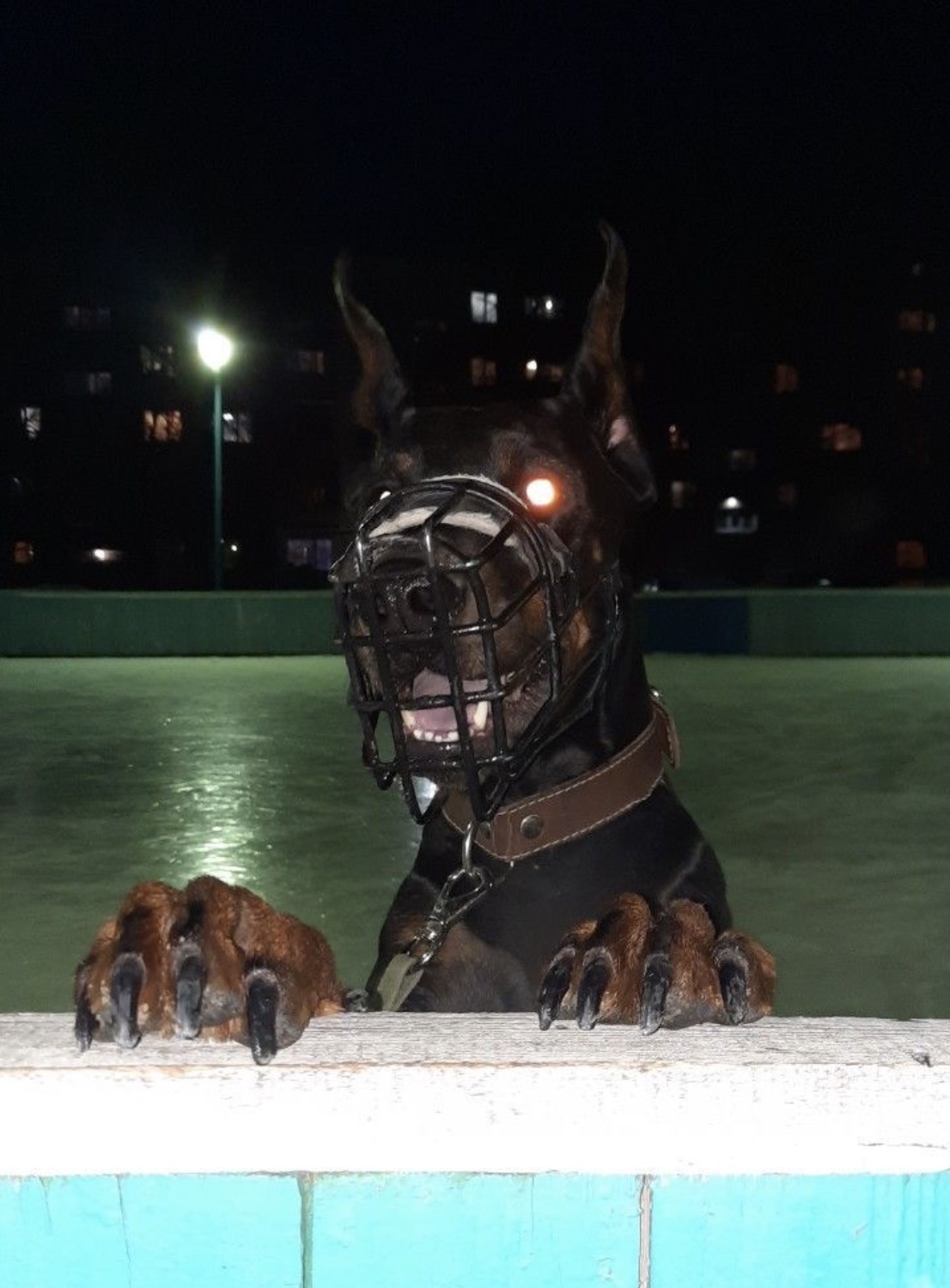 50 Powered-Up Dogs About to Unleash their Laser Vision